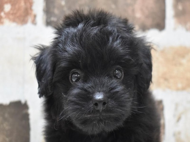 長野県のハーフ犬 (ペッツワン塩尻店/2023年7月17日生まれ/男の子/ブラック(黒))の子犬